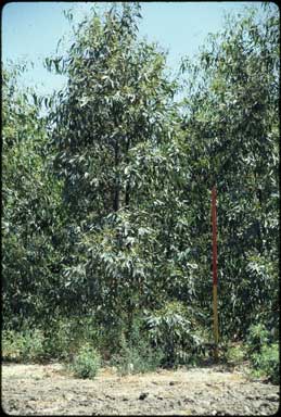 APII jpeg image of Eucalyptus camaldulensis 'Dale Chapman'  © contact APII