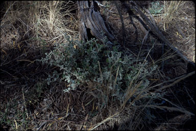 APII jpeg image of Chenopodium desertorum subsp. desertorum  © contact APII