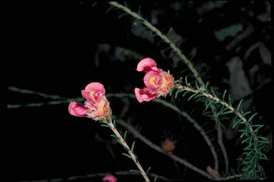 APII jpeg image of Pultenaea ericifolia subsp. strobilifera  © contact APII