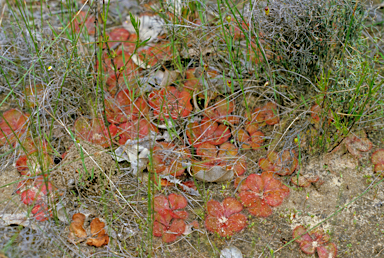 APII jpeg image of Drosera erythrorhiza  © contact APII