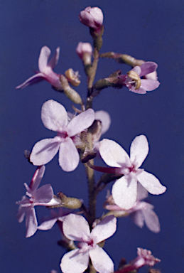 APII jpeg image of Stylidium graminifolium  © contact APII