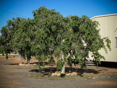 APII jpeg image of Ficus benjamina subsp. comosa  © contact APII