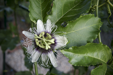APII jpeg image of Passiflora edulis  © contact APII