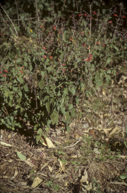 APII jpeg image of Salvia coccinea  © contact APII