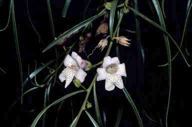 APII jpeg image of Eremophila bignoniiflora x polyclada  © contact APII