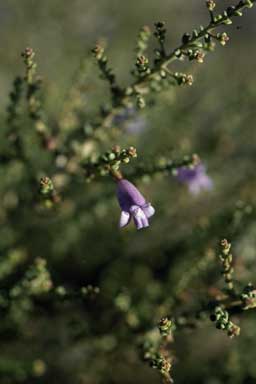 APII jpeg image of Eremophila parvifolia  © contact APII