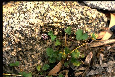 APII jpeg image of Pelargonium sp.  © contact APII