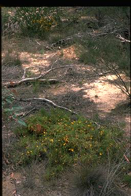 APII jpeg image of Dillwynia parvifolia var. trichopoda  © contact APII