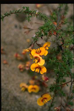 APII jpeg image of Dillwynia parvifolia var. trichopoda  © contact APII