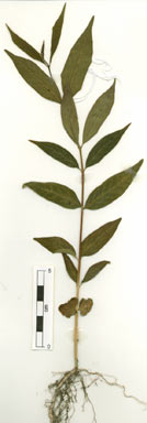 APII jpeg image of Wrightia pubescens subsp. pubescens  © contact APII