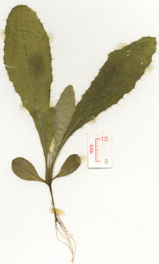 APII jpeg image of Cirsium vulgare  © contact APII