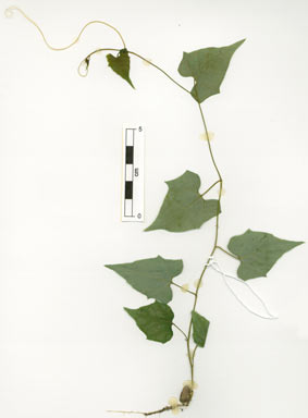 APII jpeg image of Trichosanthes pentaphylla  © contact APII