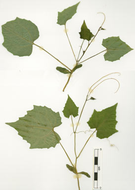 APII jpeg image of Trichosanthes odontosperma  © contact APII