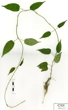 APII jpeg image of Heterostemma acuminatum  © contact APII