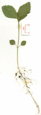 APII jpeg image of Sida rhombifolia  © contact APII