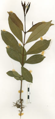 APII jpeg image of Syzygium fibrosum  © contact APII