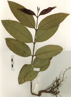 APII jpeg image of Syzygium gustavioides  © contact APII