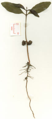 APII jpeg image of Syzygium nervosum  © contact APII