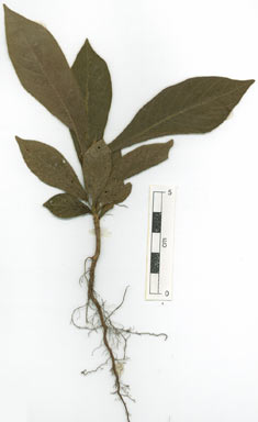 APII jpeg image of Atractocarpus hirtus  © contact APII