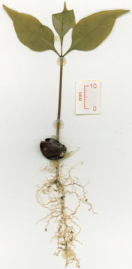 APII jpeg image of Sarcotoechia lanceolata  © contact APII