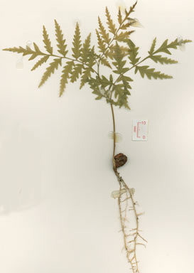 APII jpeg image of Sarcotoechia serrata  © contact APII