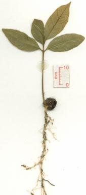 APII jpeg image of Sarcotoechia villosa  © contact APII