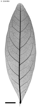 APII jpeg image of Sarcotoechia villosa  © contact APII