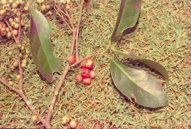 APII jpeg image of Syzygium tierneyanum  © contact APII