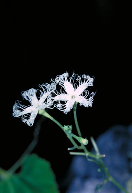 APII jpeg image of Trichosanthes cucumerina  © contact APII