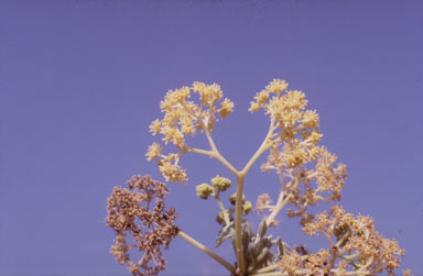 APII jpeg image of Gyrocarpus americanus  © contact APII