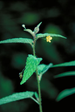 APII jpeg image of Sida sp. Small Flower (B.Gray 5657)  © contact APII