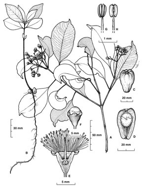 APII jpeg image of Syzygium velarum  © contact APII