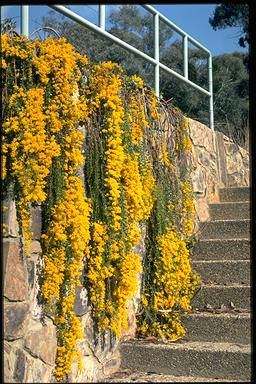 APII jpeg image of Acacia cultriformis 'Cascade'  © contact APII