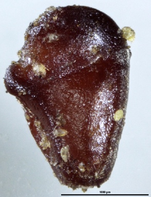 APII jpeg image of Pittosporum undulatum  © contact APII