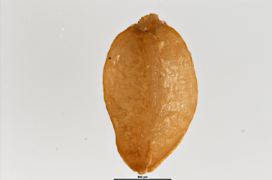 APII jpeg image of Stylidium armeria subsp. armeria  © contact APII
