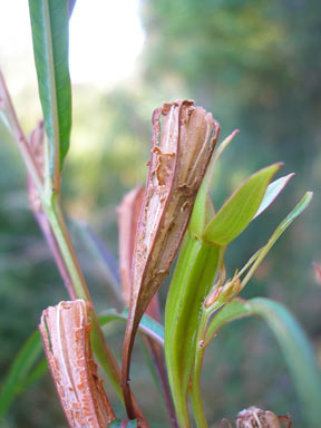 APII jpeg image of Ludwigia longifolia  © contact APII