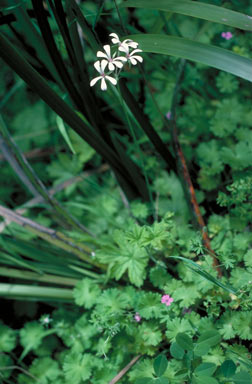 APII jpeg image of Pelargonium alchemilloides  © contact APII