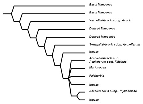 Current understanding of the phylogenetic relationships within Acacia