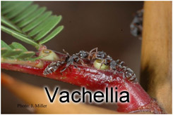 Click here to enter the Vachellia key!