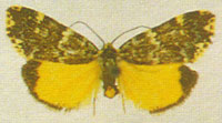 Halone coryphaea