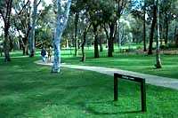photo eucalypt lawn
