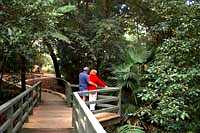 photo rainforest gully