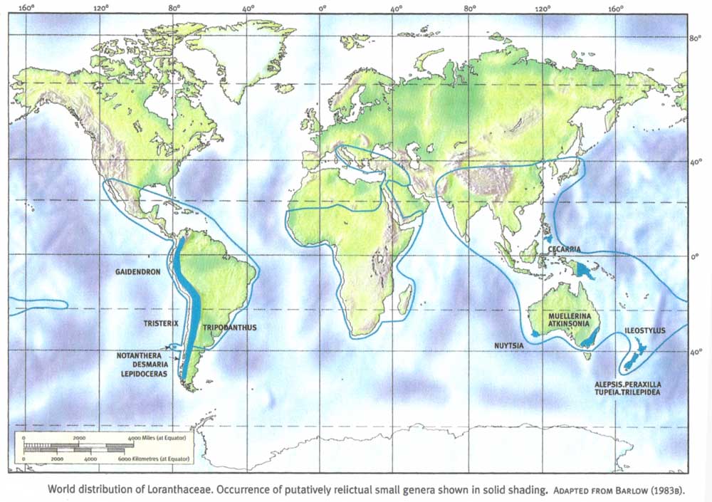 Mistletoes And Southern Hemisphere Biogeography Mistletoes
