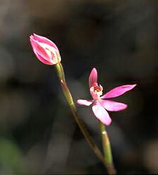Pink Orchid