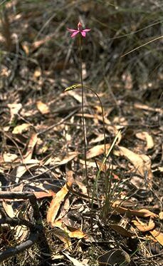 Black Tongue Caladenia
