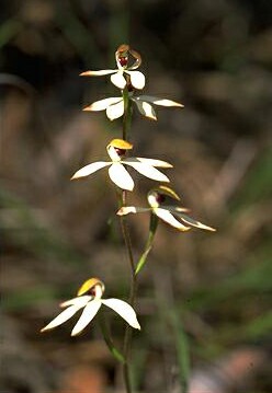 Hooded Caladenia
