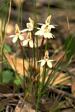 Caladenia fuscata