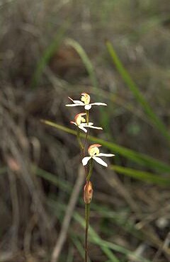 Musky Caladenia
