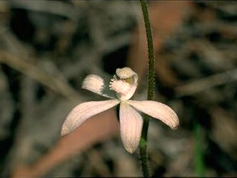 Caladenia sp aff dimorpha
