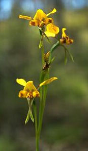 Donkey Orchid